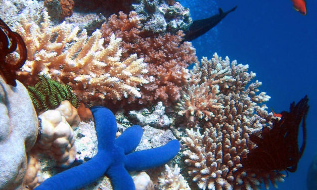 Working to Save the World’s Oceans