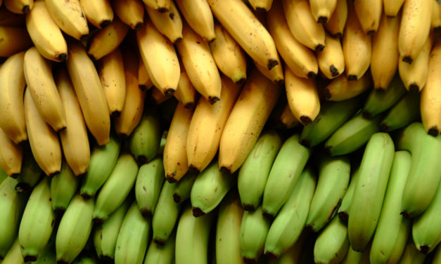 Banana Industry’s Impact on Rainforests