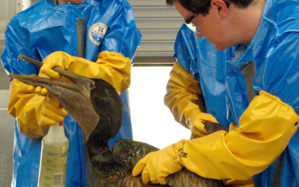 Measuring Environmental Impact of Gulf Oil Leak