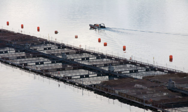 The Advantages of Wild Salmon vs. Farmed Salmon