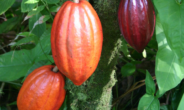 Cocoa Sustainability Initiative Garners State Dept. Award