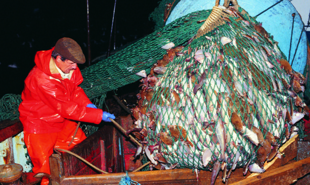 The Campaign to Combat Over-Fishing