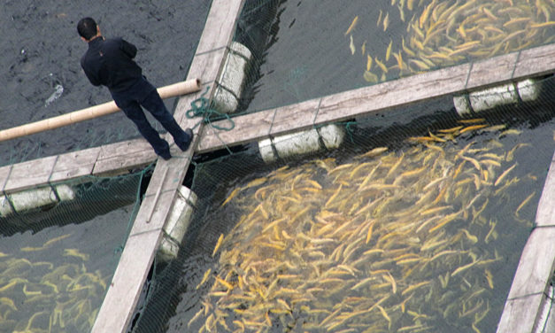 Which Farm-Raised Fish Should You Buy?