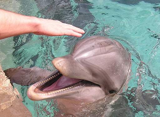 Will Controversy Over Whales and Dolphins Threaten SeaWorld’s Future?